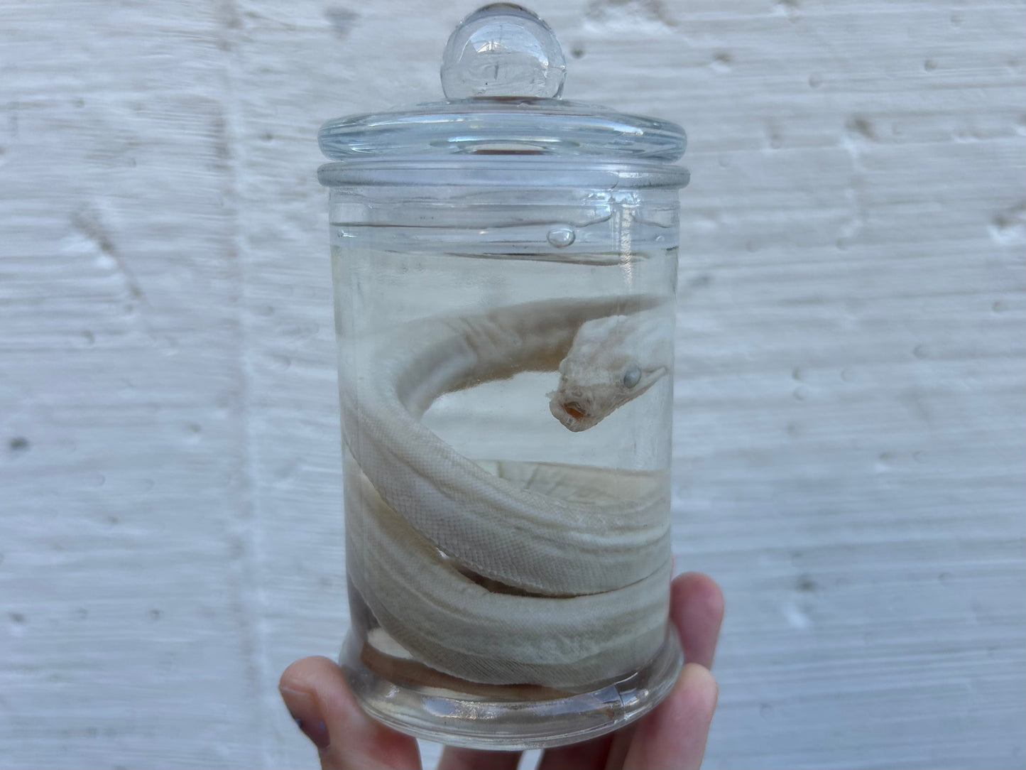 Fetal Boa Wet Specimen