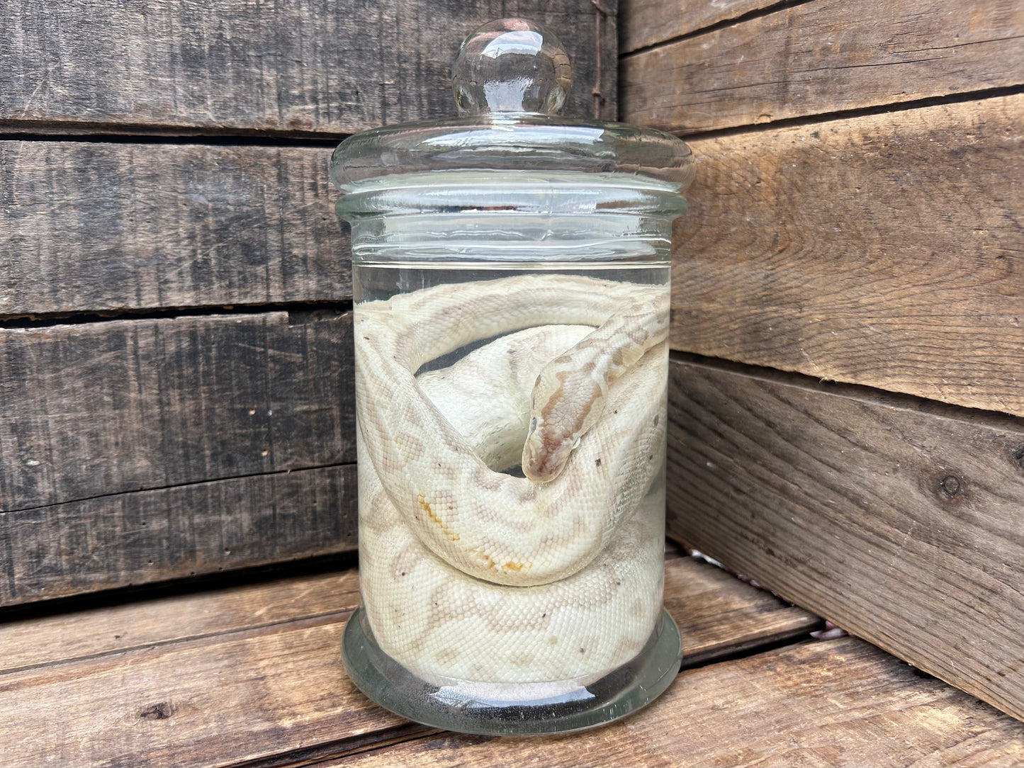 Ball Python Wet Specimen