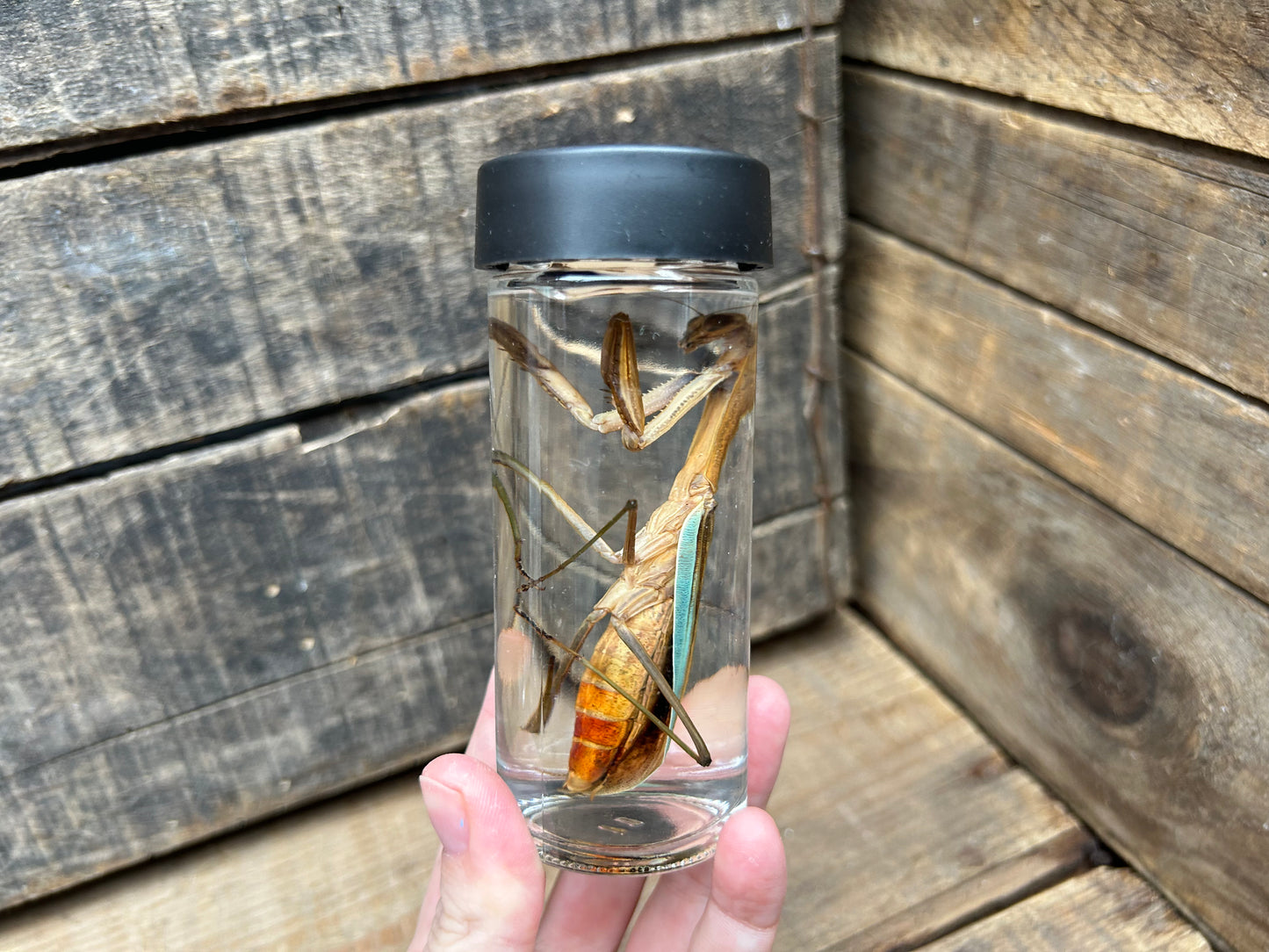 Chinese Mantis Wet Specimen