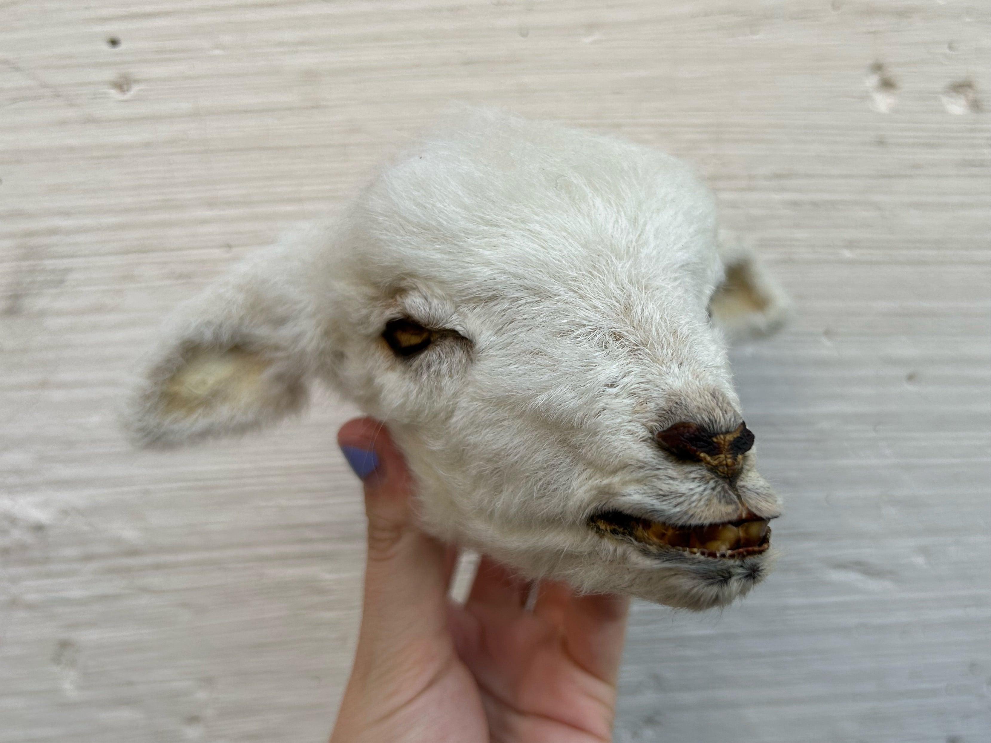 Saving Your Ewe: Recognizing A Hidden Dead Lamb - c27ds7y