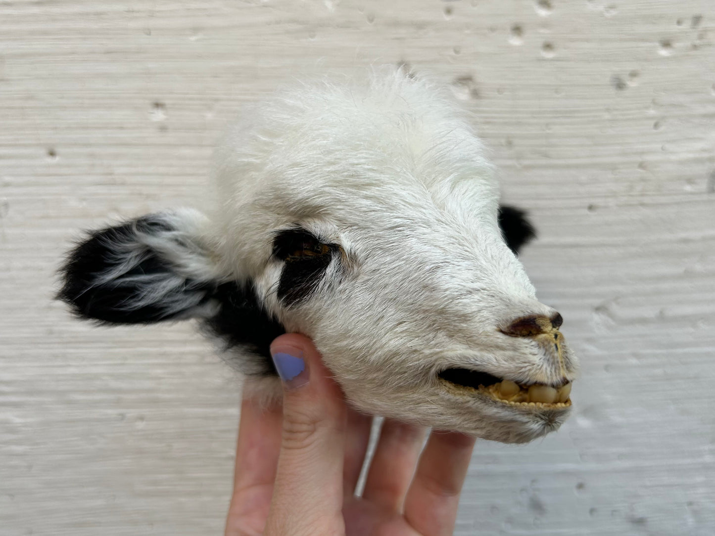 Mummified Lamb Head