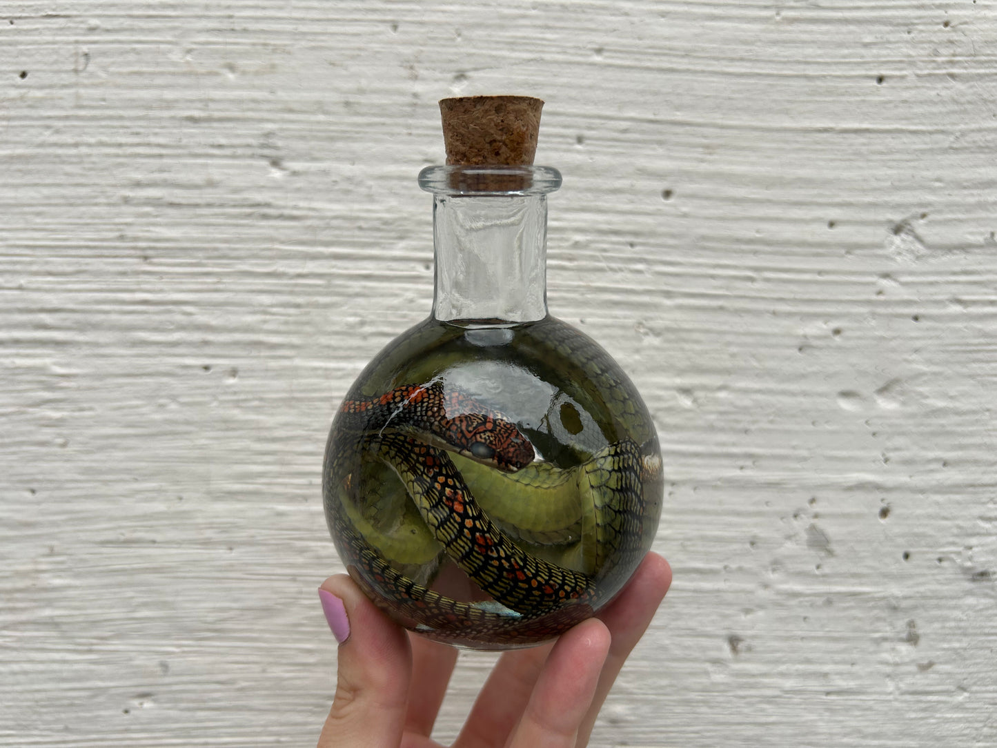 Snake Wet Specimen