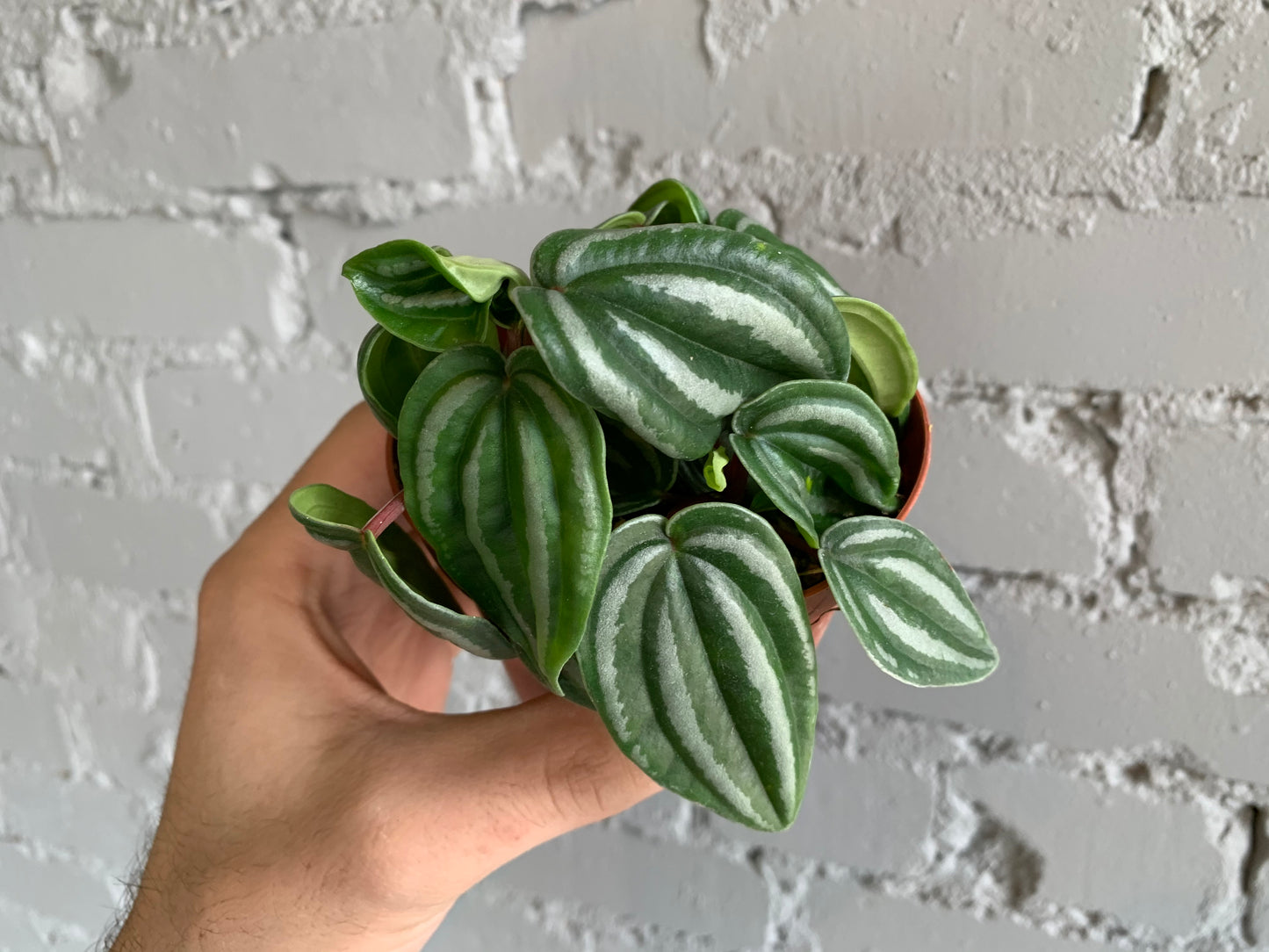 Peperomia 'Mini Watermelon' 4"