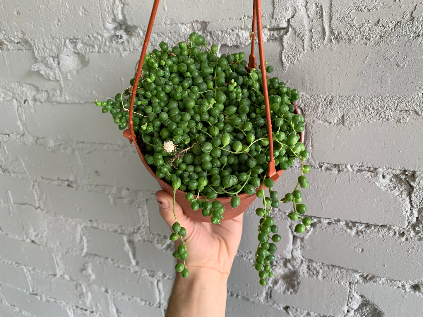String of Pearls Hanging Basket 6"
