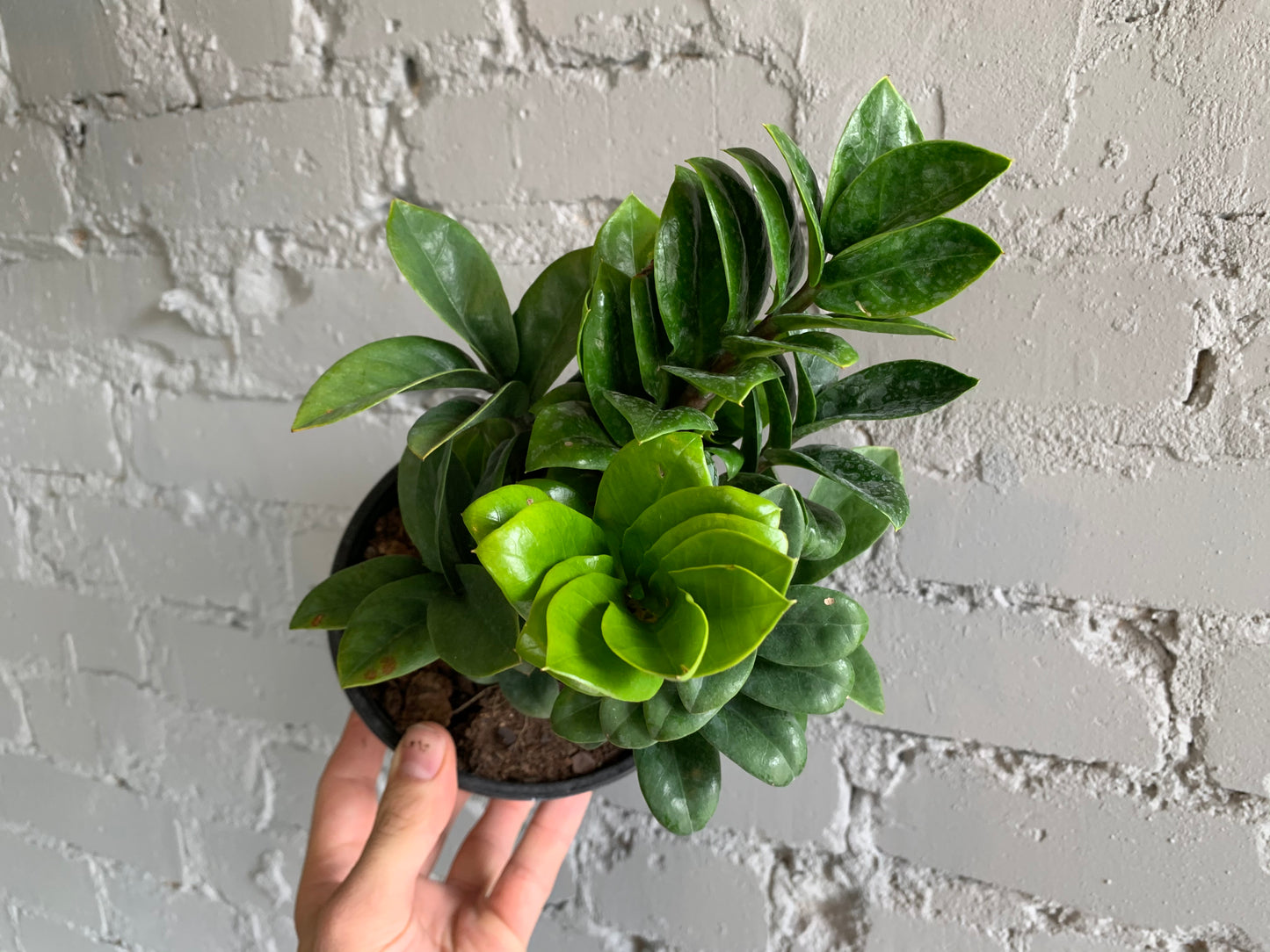 Zamioculcas Zamiifolia 'Zenzi' 6"