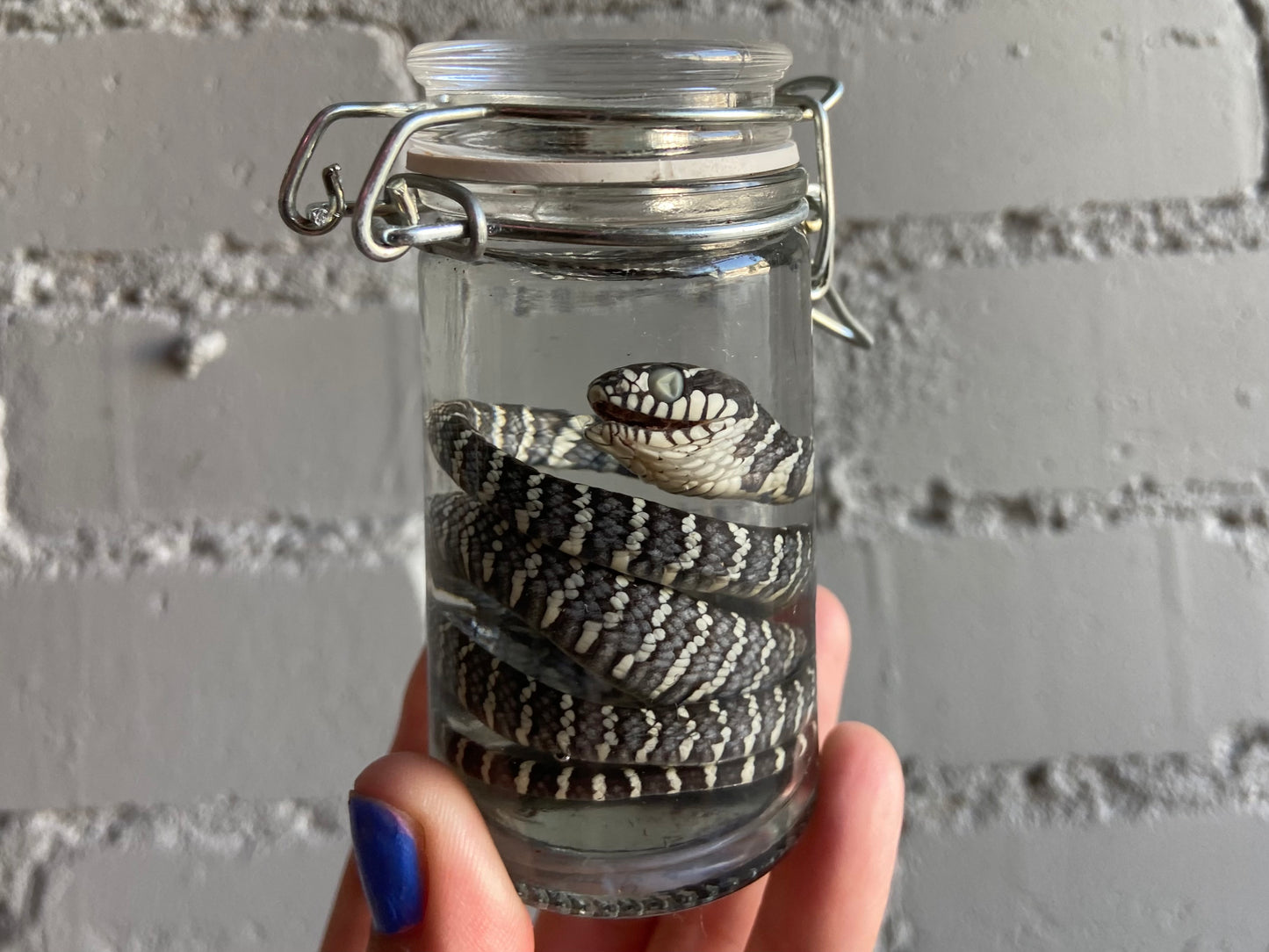 Mangrove Snake Wet Specimen