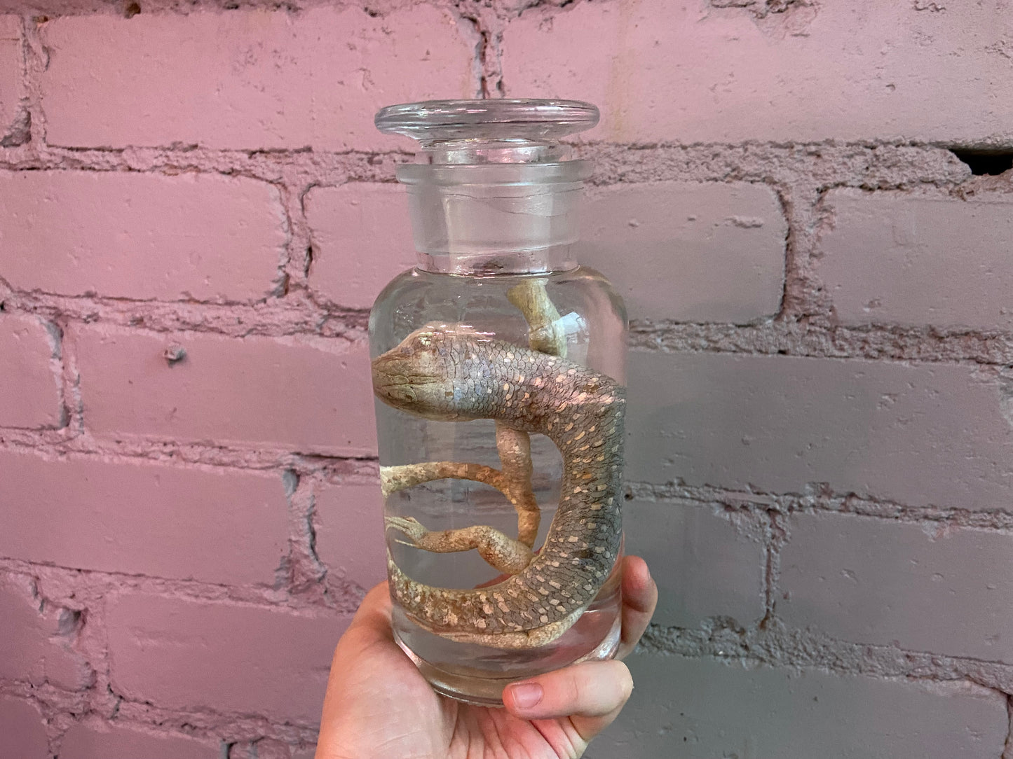 Skink Wet Specimen
