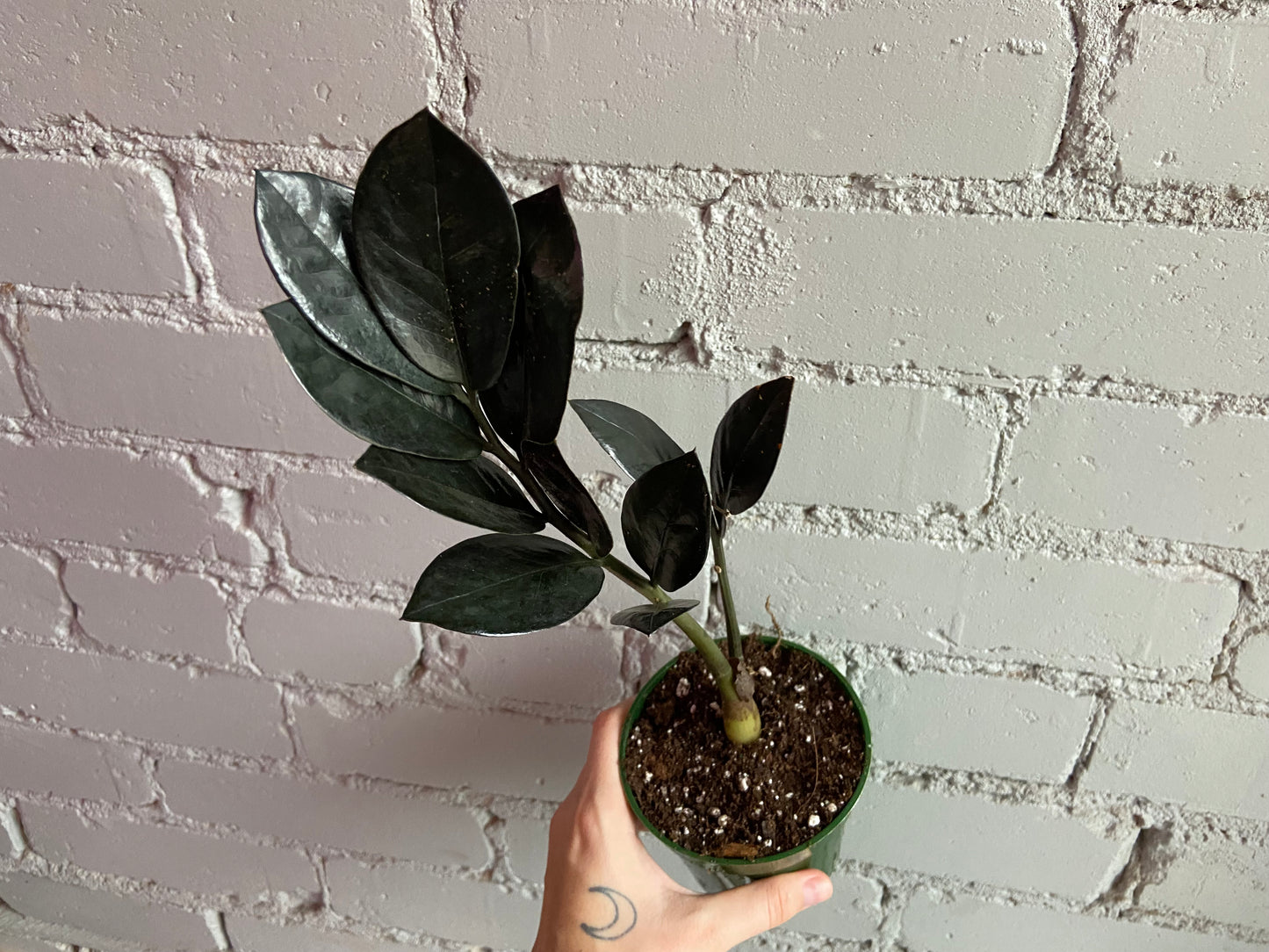 Zz ‘Raven’ 3.5”