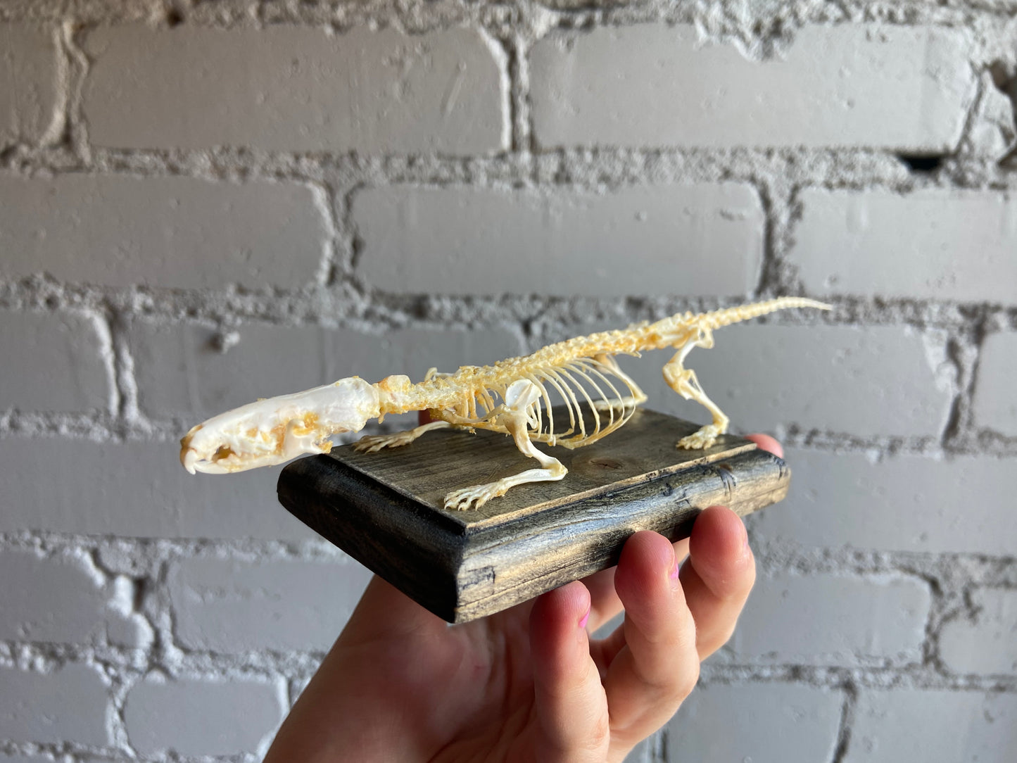 Shrew Skeleton