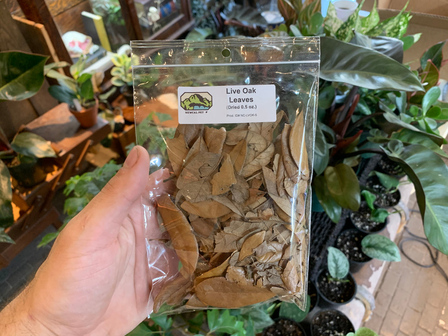 NewCal Live Oak Leaves