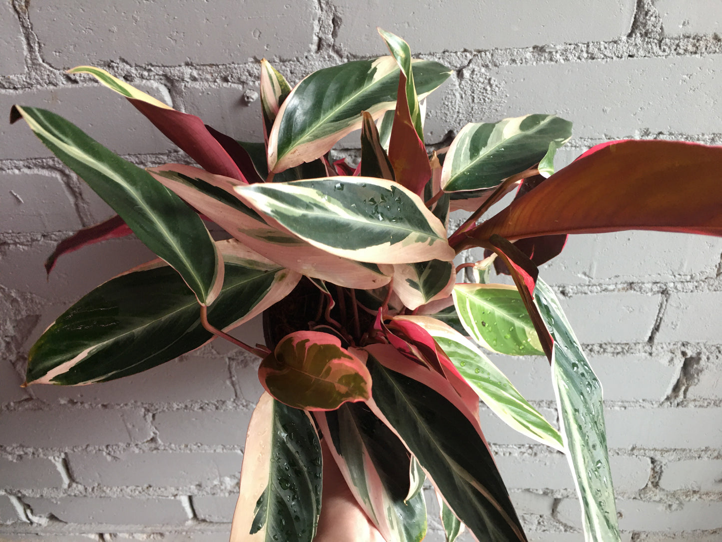 Stromanthe 'Triostar' 6"