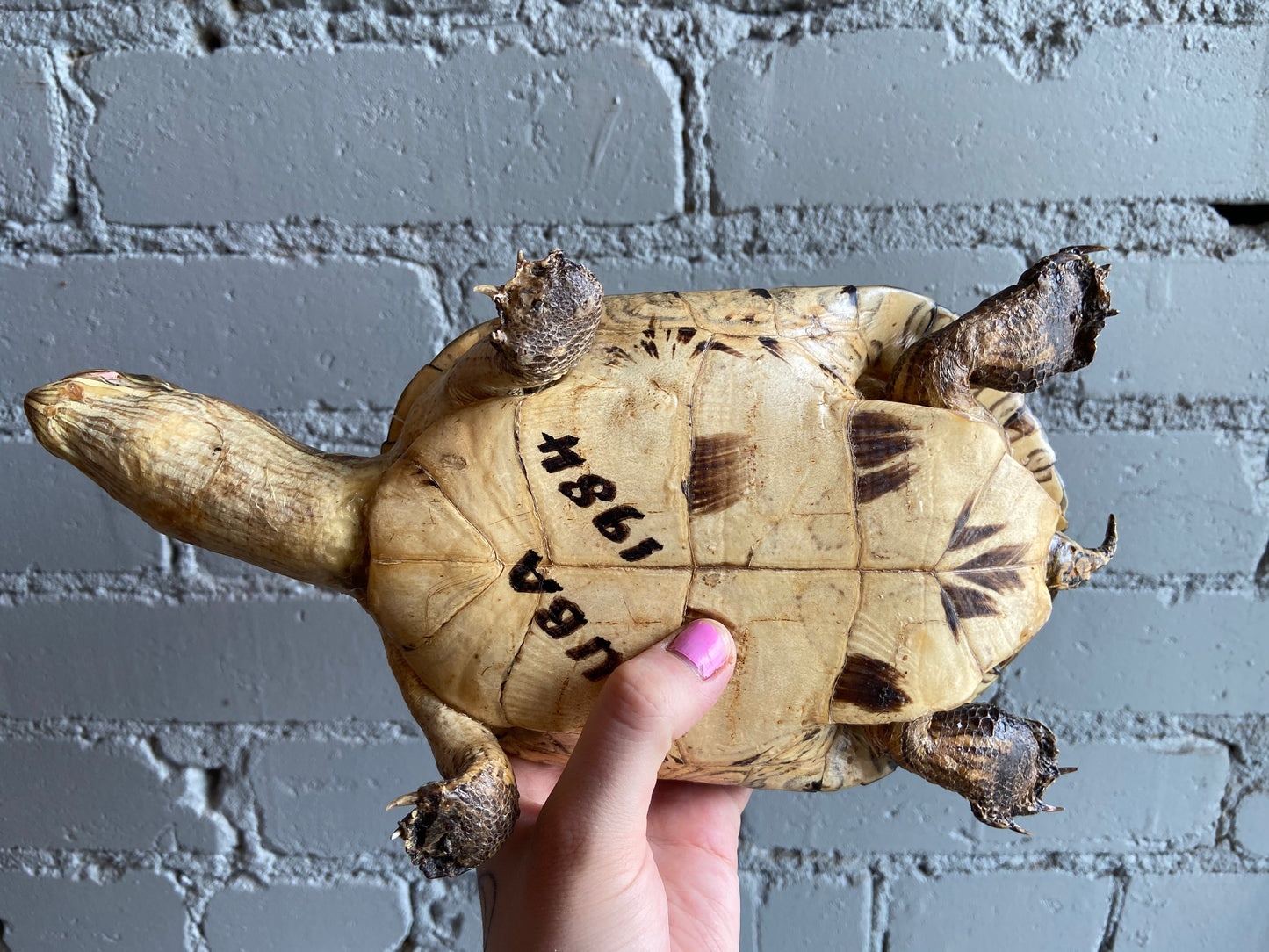 Taxidermy Turtle