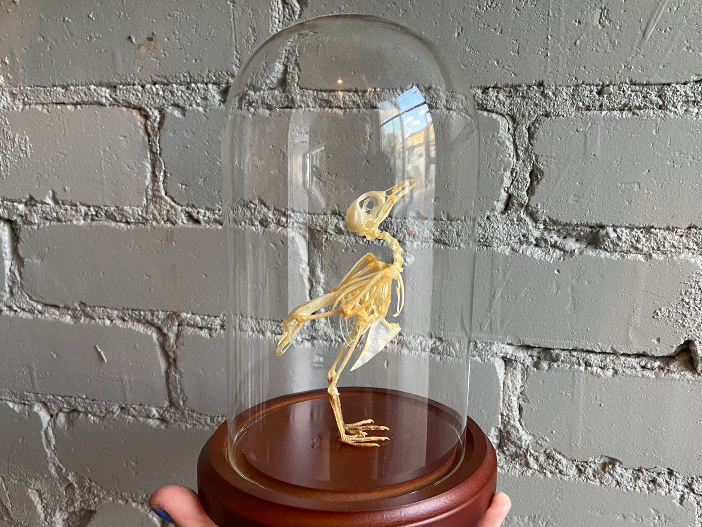 Japanese Quail Skeleton