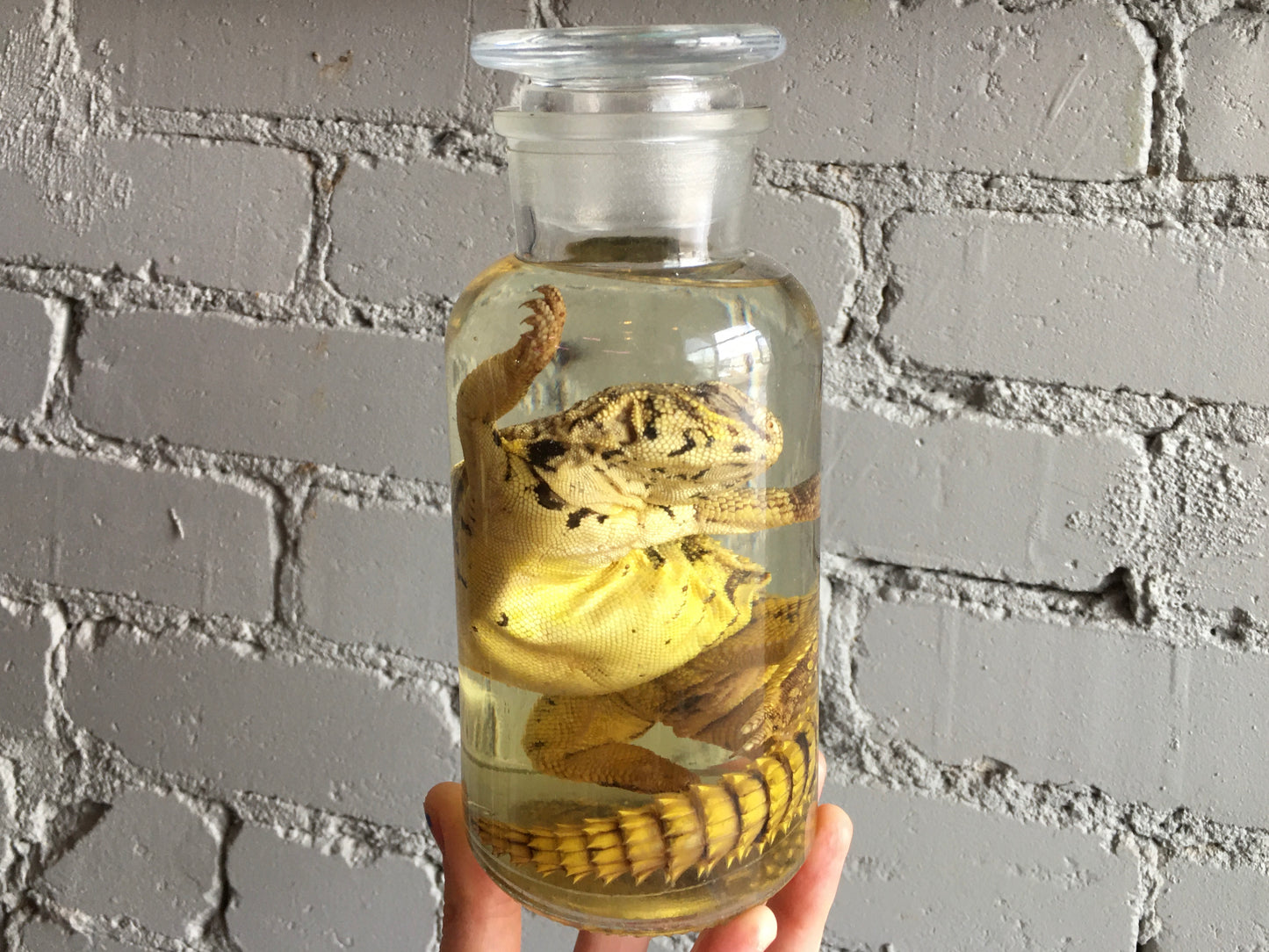 Uromastyx Wet Specimen