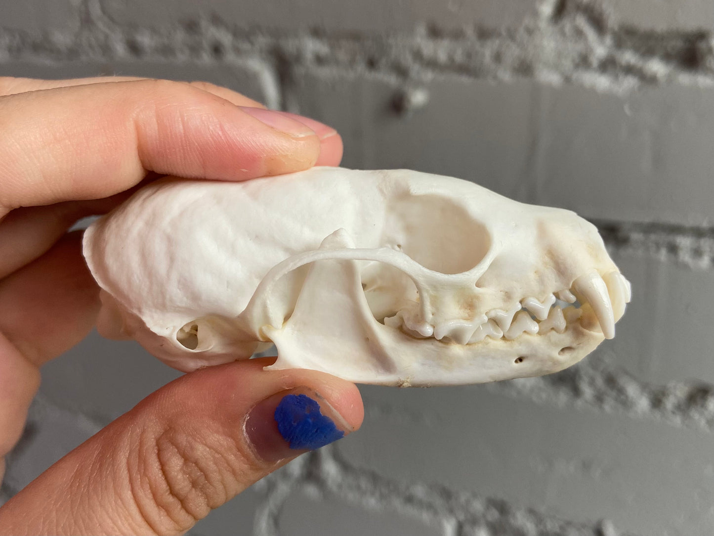 Pine Marten Skull