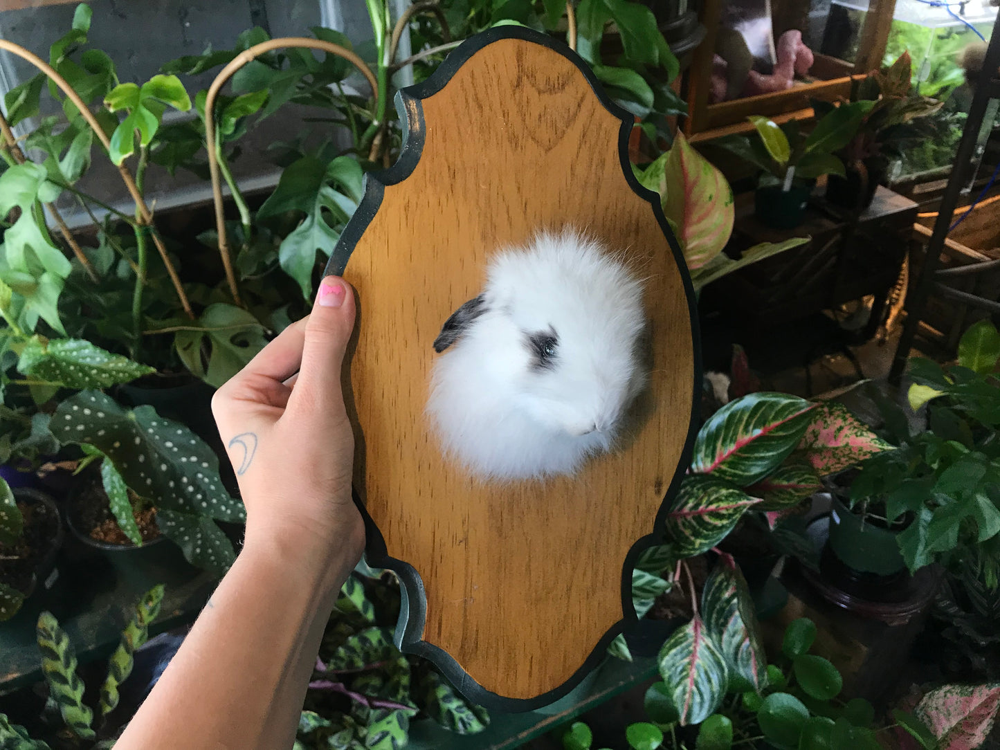 Mounted Rabbit Head