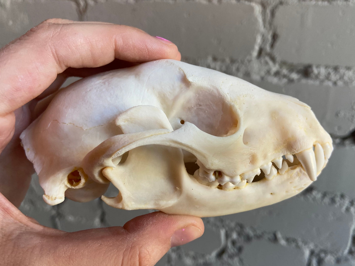 Raccoon Skull