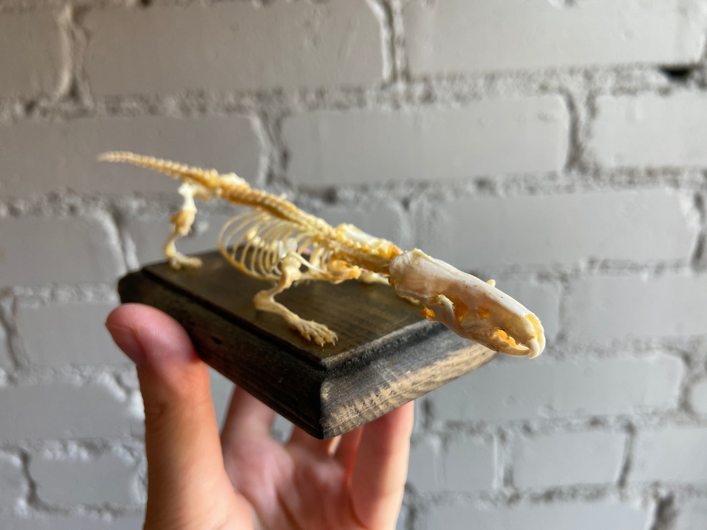 Shrew Skeleton