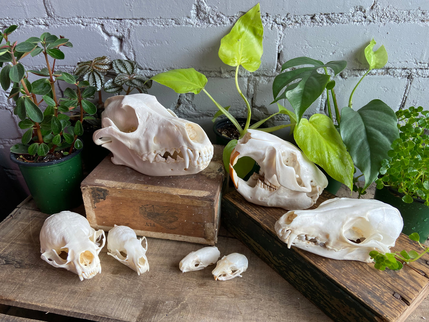 North American Skull Bundle