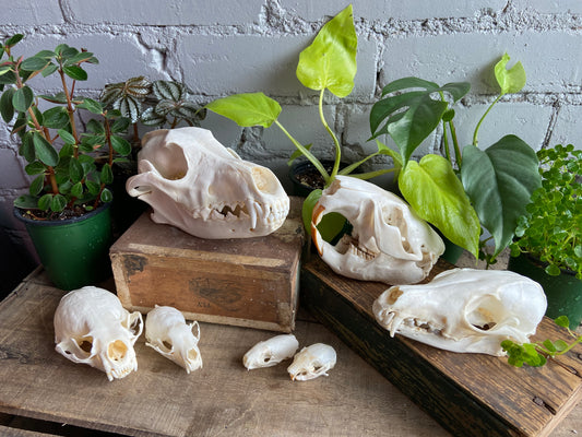 North American Skull Bundle