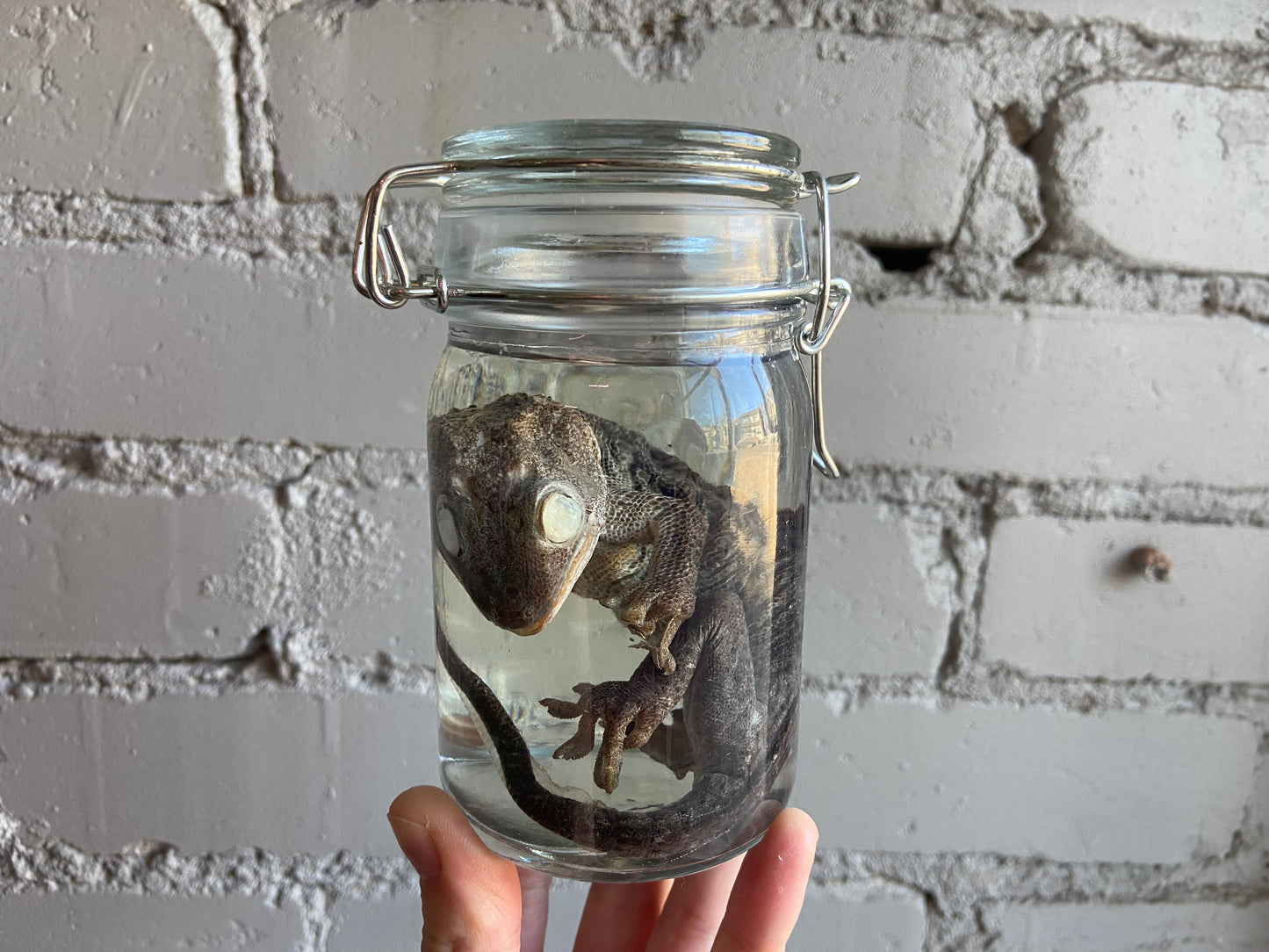 Melanistic Tokay Gecko Wet Specimen