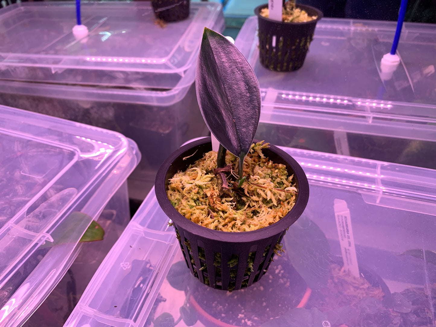 Scindapsus treubii ‘Dark Form’