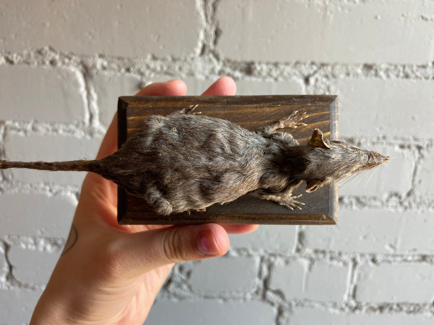 Mummified Shrew