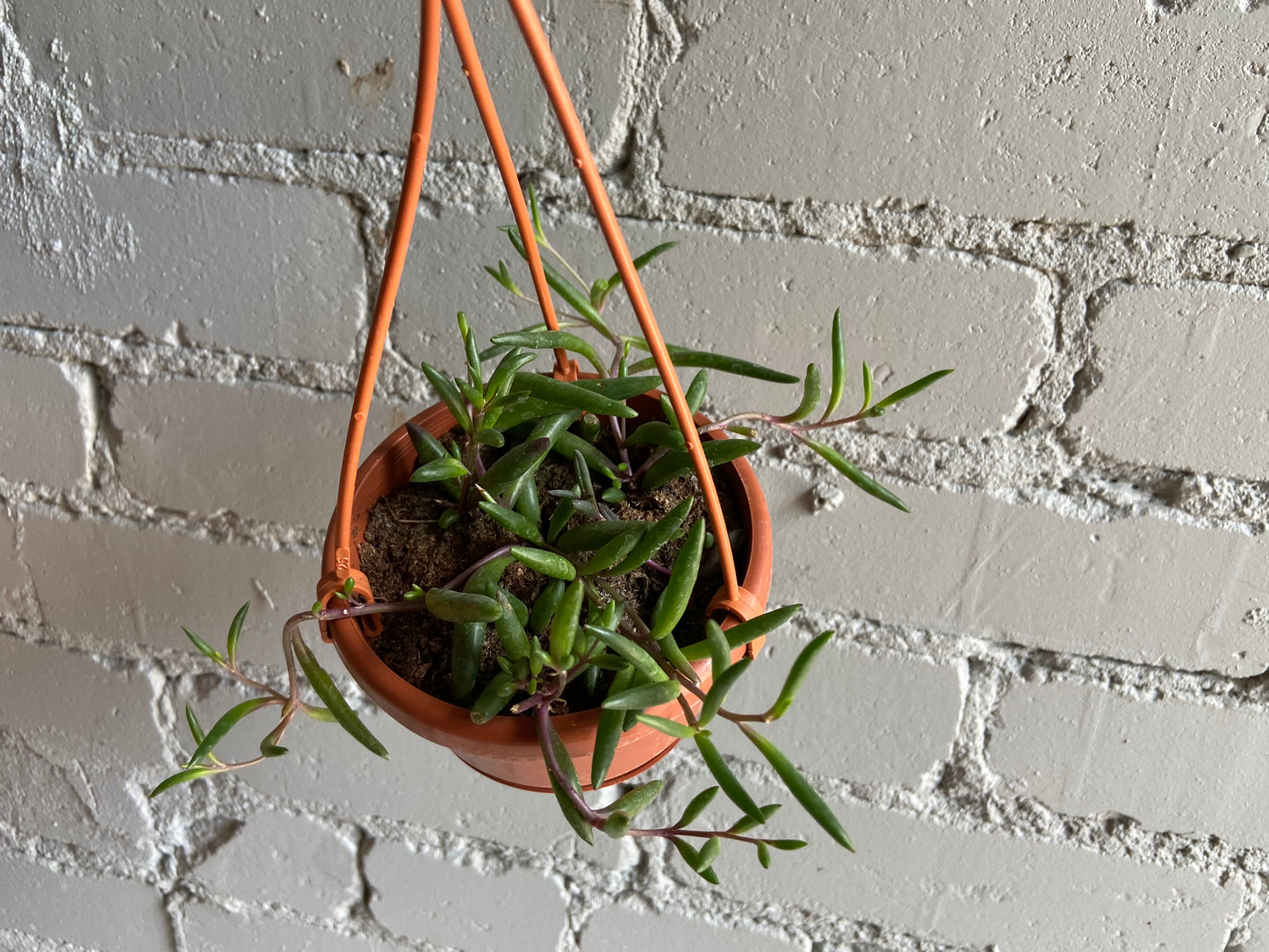 Senecio ‘Purple Flush’ 4”