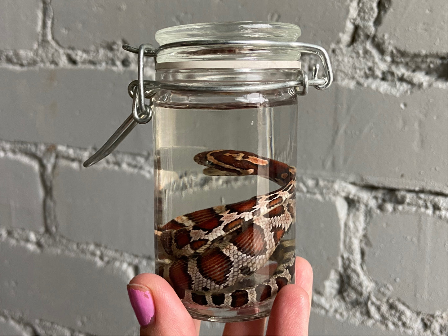 Corn Snake Wet Specimen
