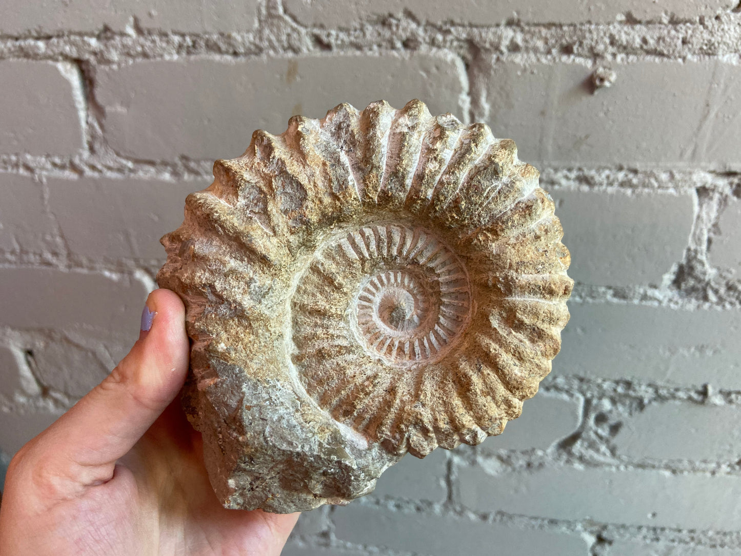 Nautilus Fossil