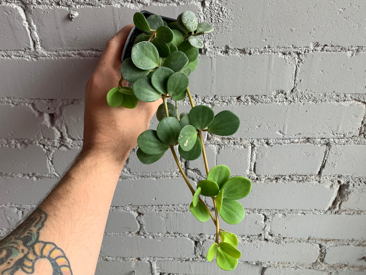 Peperomia 'Hope'