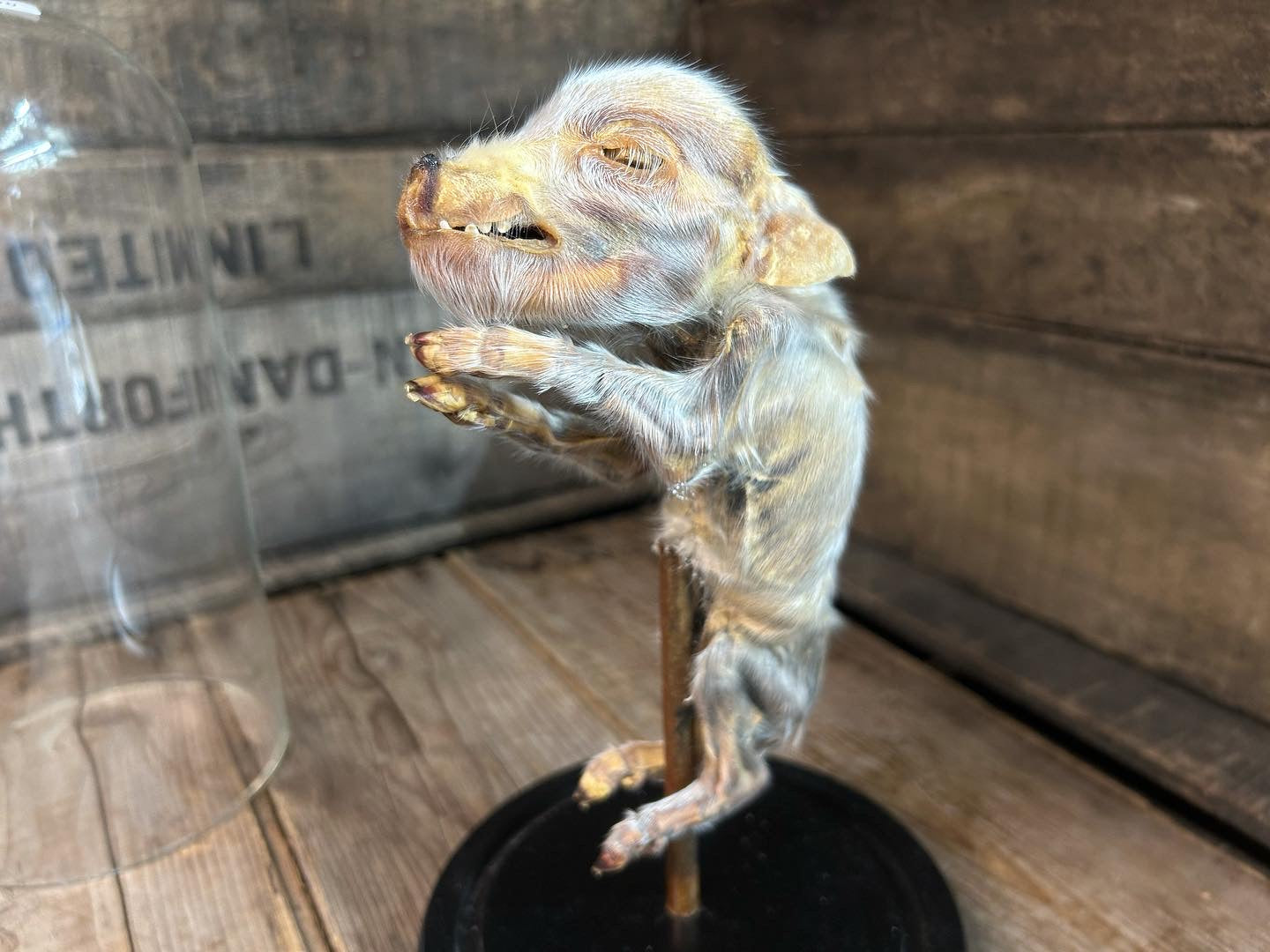 Mummified Piglet