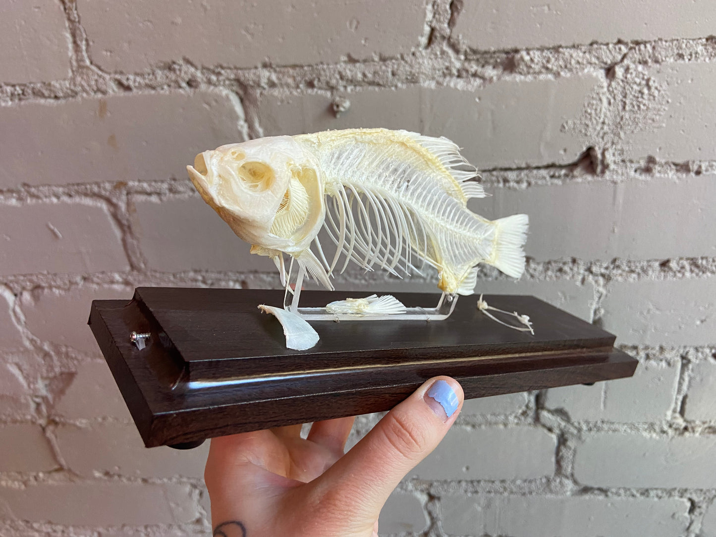 Fish Skeleton