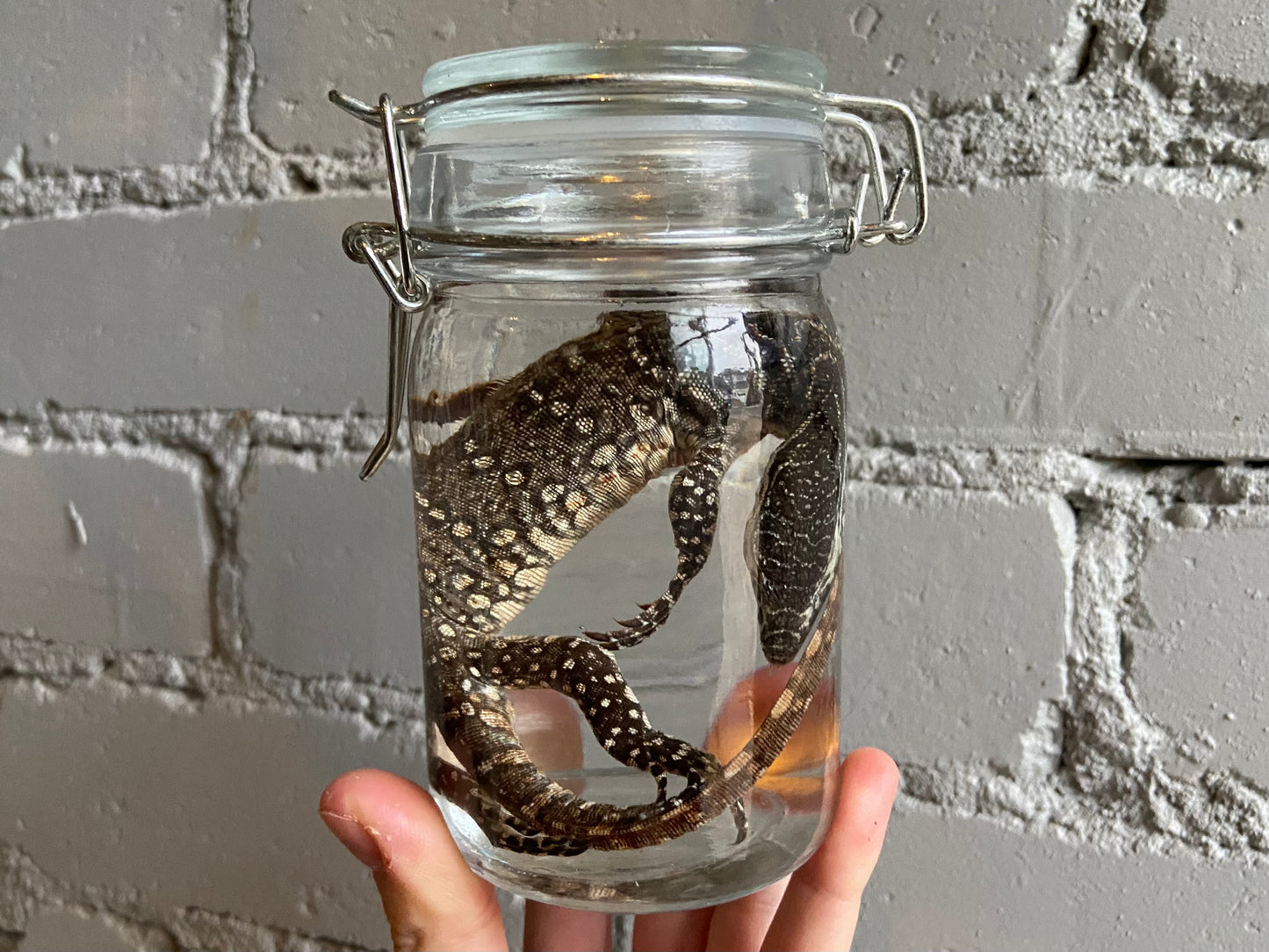 Nile Monitor Wet Specimen