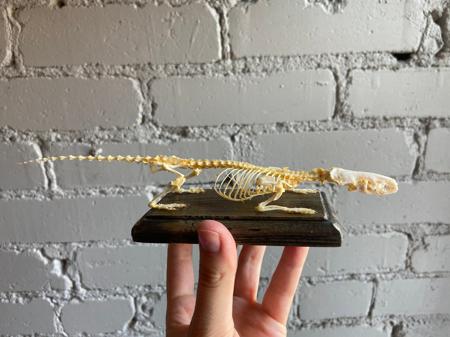 Shrew Skeleton