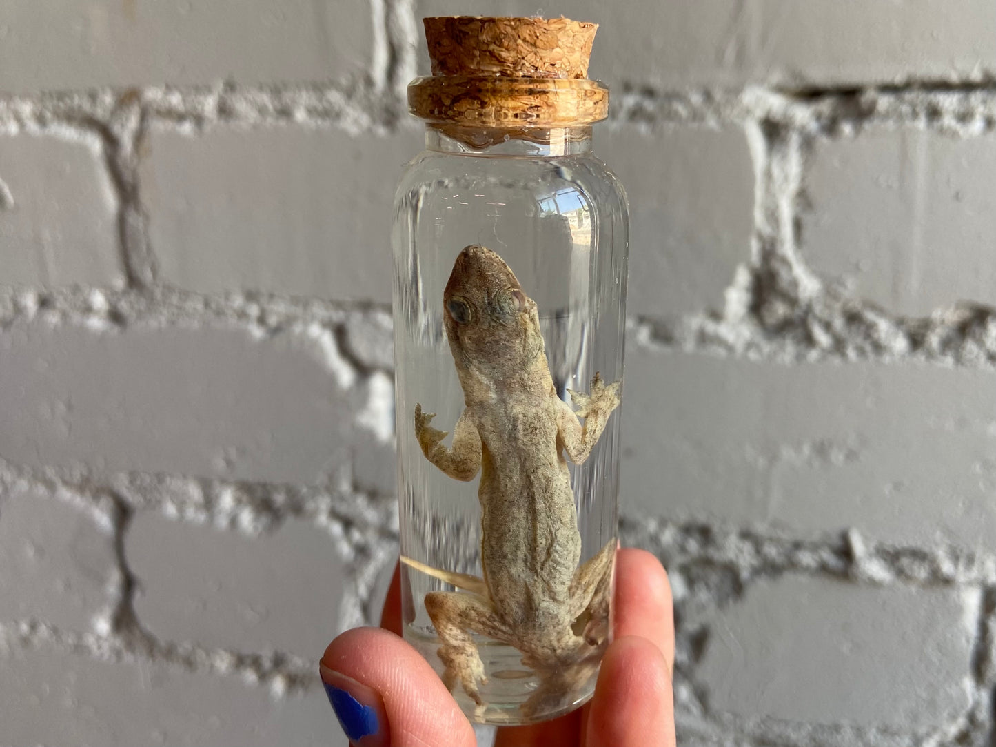 House Gecko Wet Specimen