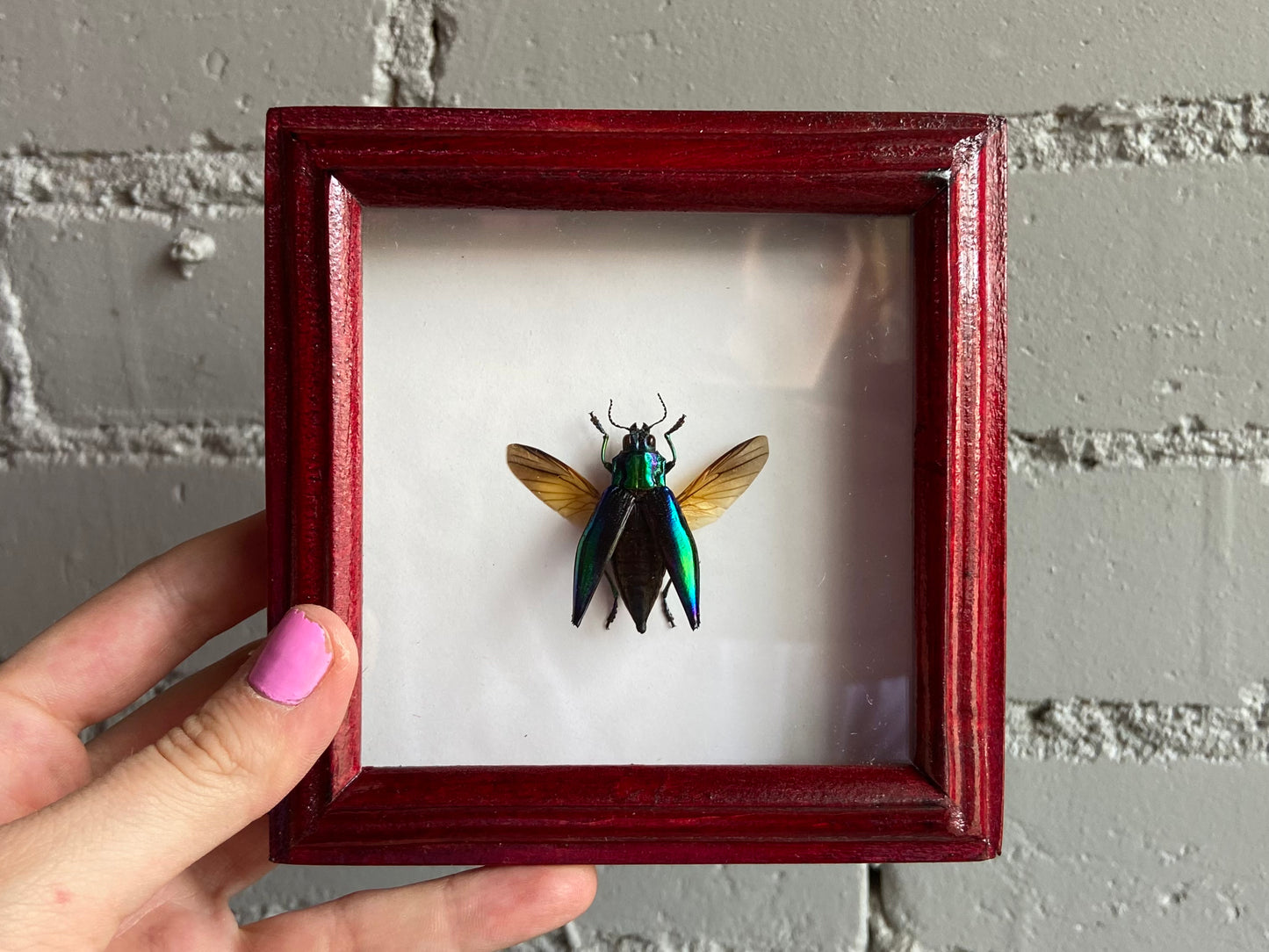 Framed Jewel Beetle