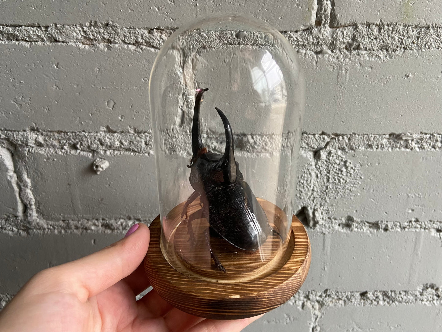 Rhino Beetle in Bell Jar