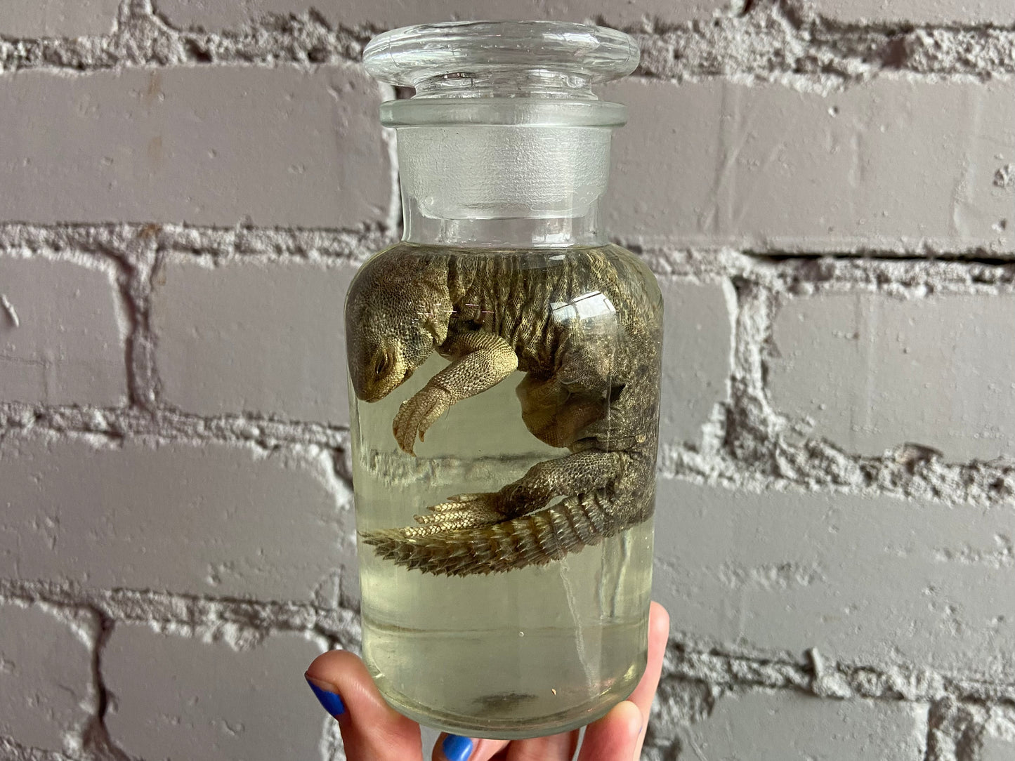 Juvenile Uromastyx Wet Specimen