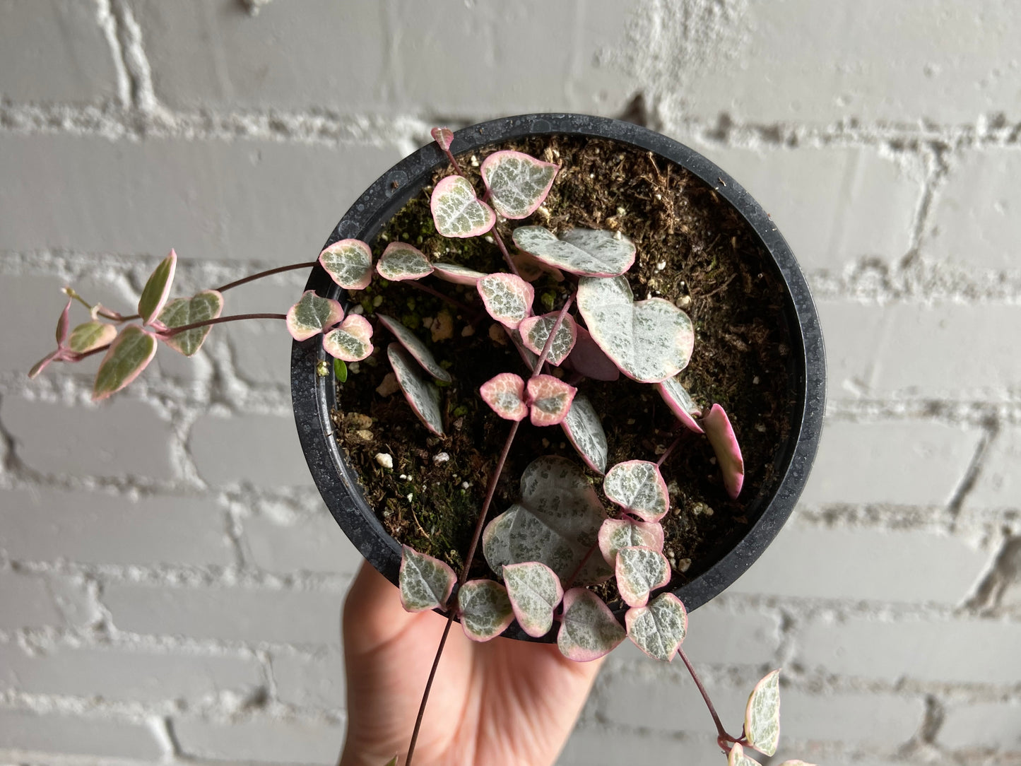 String of Hearts Variegated 3.5”