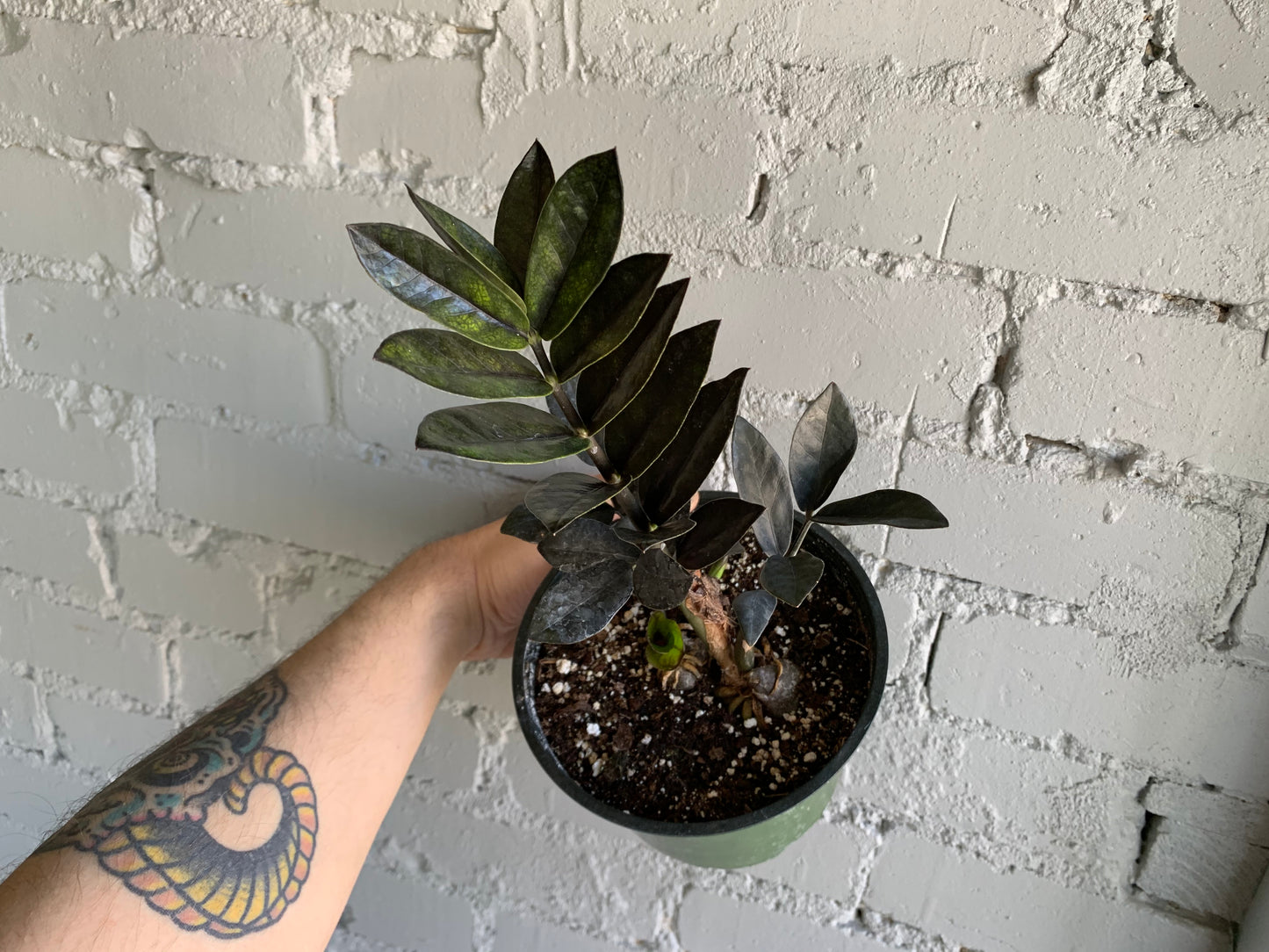 Zamioculcas Zamiifolia ‘Raven’ 4”