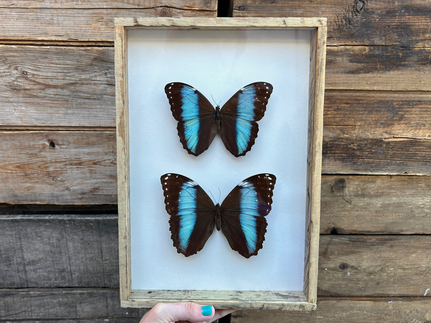 Framed Morpho Butterfly