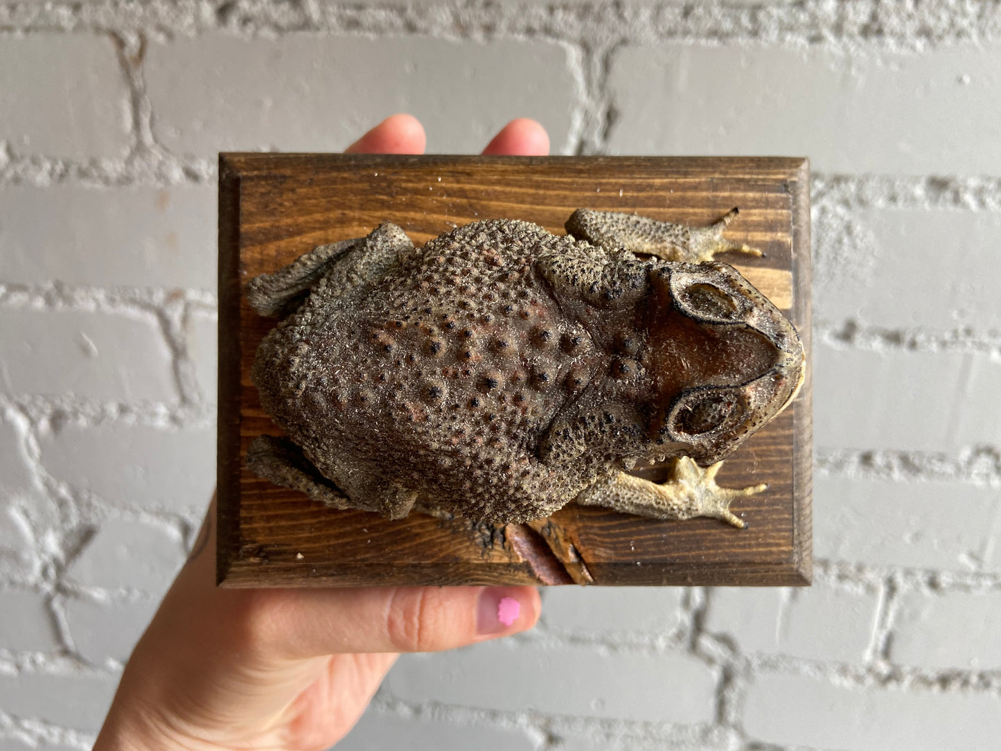 Mummified Toad