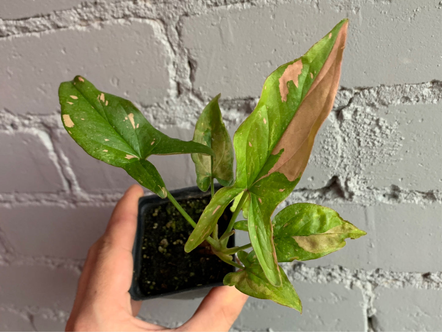 Syngonium ‘Pink Splash’ 2.5”