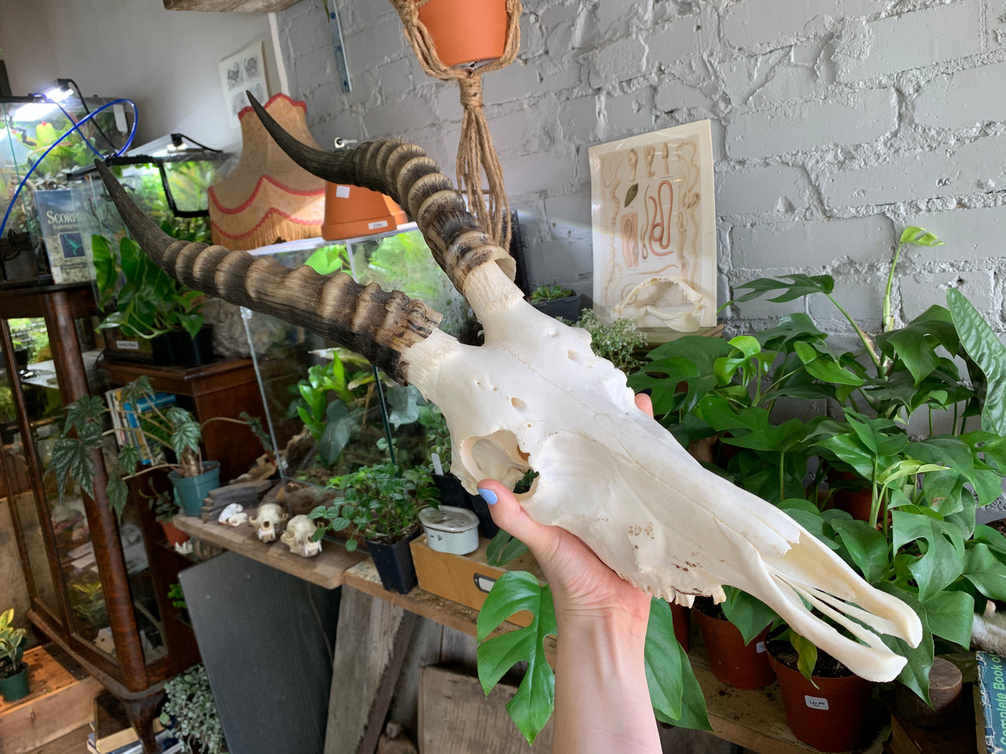 Blesbok Skull