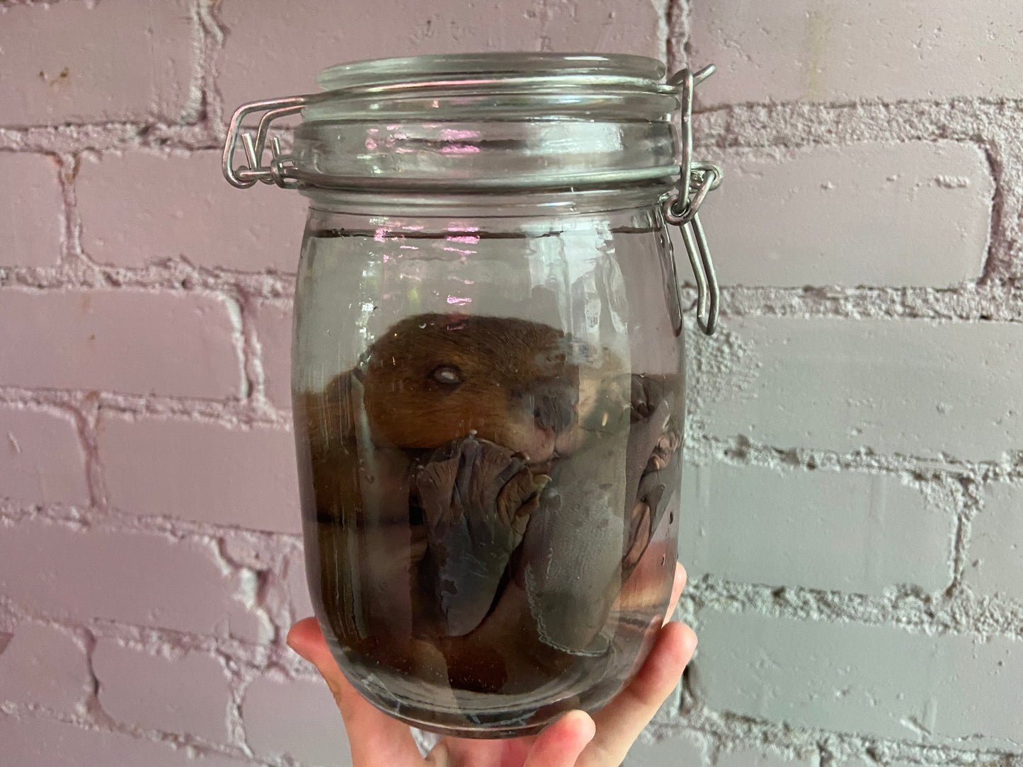 Fetal Beaver Wet Specimen