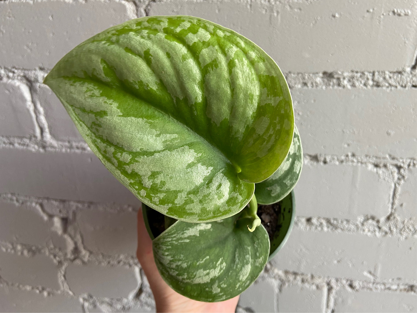 Scindapsus 'Silver Satin' 3.5”