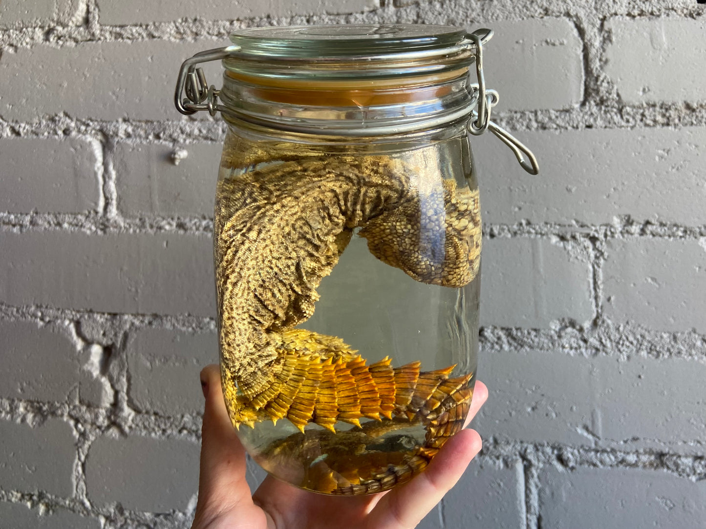 Uromastyx Wet Specimen