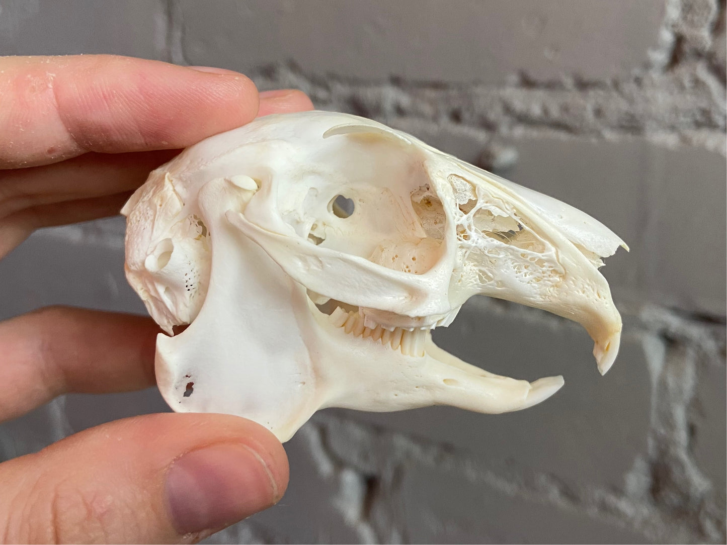 Snowshoe Hare Skull