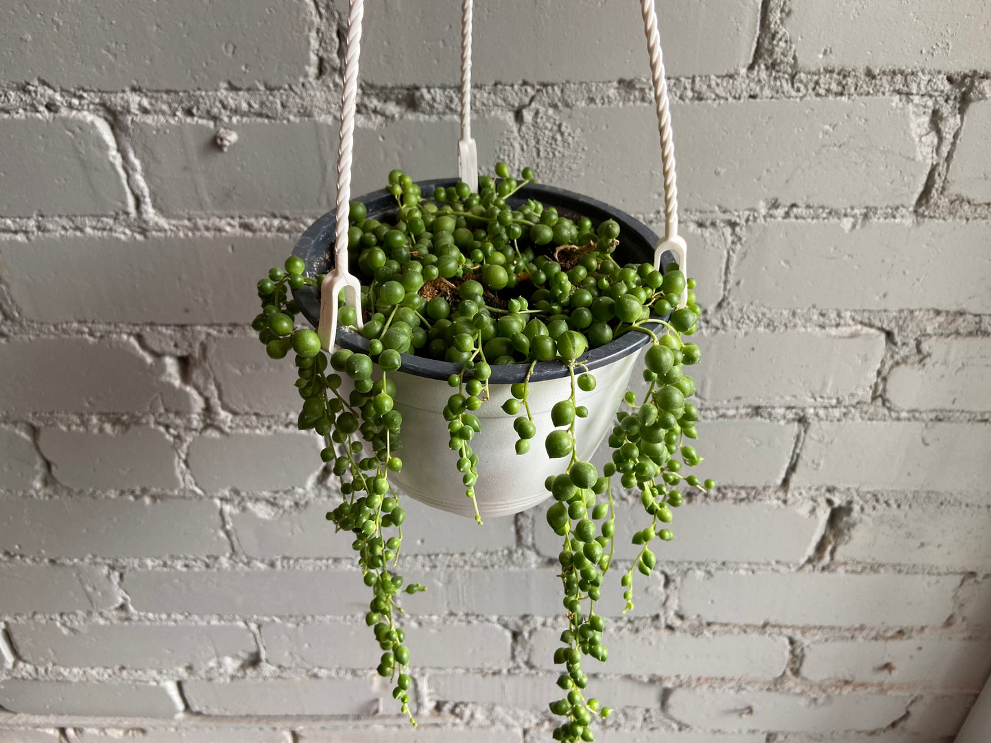 String of Pearls 6” Hanging Basket